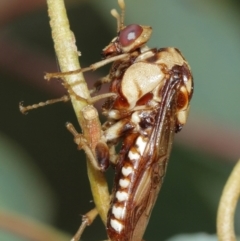 Pergagrapta polita (Sawfly) at ANBG - 1 Jan 2021 by TimL