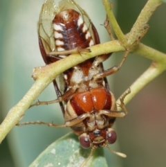 Pergagrapta polita at Acton, ACT - 1 Jan 2021