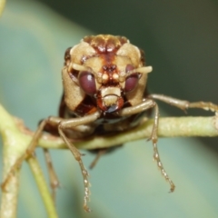 Pergagrapta polita at Acton, ACT - 1 Jan 2021