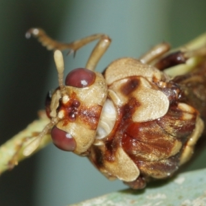 Pergagrapta polita at Acton, ACT - 1 Jan 2021