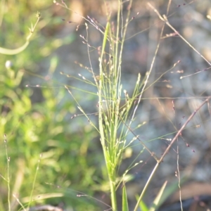 Panicum effusum at Wamboin, NSW - 16 Dec 2020 09:44 PM