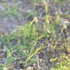 Panicum effusum at Wamboin, NSW - 16 Dec 2020 09:44 PM