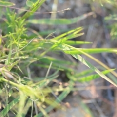 Panicum effusum at Wamboin, NSW - 16 Dec 2020 09:44 PM