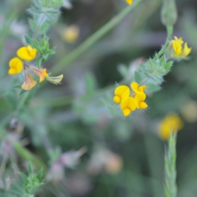 Lotus subbiflorus (Hairy Bird's Foot Trefoil) at Wamboin, NSW - 16 Dec 2020 by natureguy