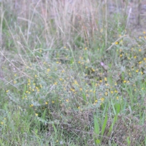 Lotus subbiflorus at Wamboin, NSW - 16 Dec 2020 09:37 PM