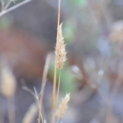 Enneapogon nigricans (Nine-awn Grass, Bottlewashers) at Wamboin, NSW - 16 Dec 2020 by natureguy