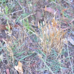 Enneapogon nigricans at Wamboin, NSW - 16 Dec 2020