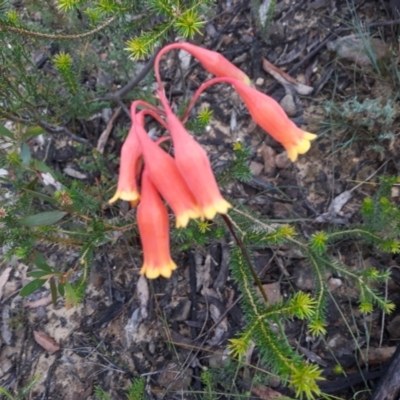 Blandfordia nobilis (Christmas Bells) at Robertson - 7 Jan 2021 by plants