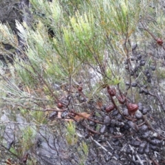 Allocasuarina nana (Dwarf She-oak) at Beaumont, NSW - 6 Jan 2021 by plants