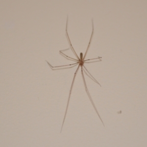 Pholcus phalangioides at Wamboin, NSW - 20 Oct 2020