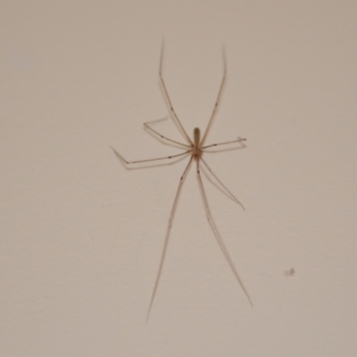 Pholcus phalangioides (Daddy-long-legs spider) at QPRC LGA - 20 Oct 2020 by natureguy