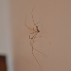 Pholcus phalangioides at Wamboin, NSW - 20 Oct 2020