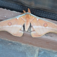 Opodiphthera eucalypti (Emperor Gum Moth) at QPRC LGA - 20 Oct 2020 by natureguy