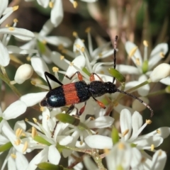 Obrida fascialis (One banded longicorn) at Mount Painter - 5 Jan 2021 by CathB