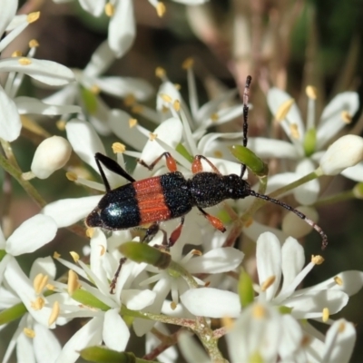 Obrida fascialis (One banded longicorn) at Cook, ACT - 5 Jan 2021 by CathB