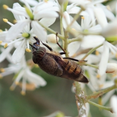 Stomorhina discolor (Snout fly) at Mount Painter - 5 Jan 2021 by CathB