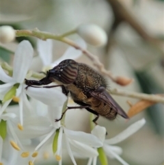 Stomorhina discolor at Cook, ACT - 5 Jan 2021