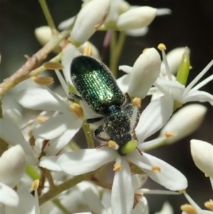 Phlogistus sp. (genus) at Cook, ACT - 5 Jan 2021