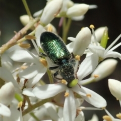 Phlogistus sp. (genus) (Clerid beetle) at Cook, ACT - 5 Jan 2021 by CathB