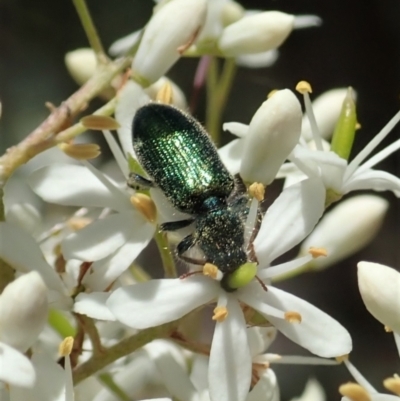 Phlogistus sp. (genus) (Clerid beetle) at Mount Painter - 5 Jan 2021 by CathB