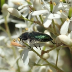 Phlogistus sp. (genus) at Cook, ACT - 5 Jan 2021