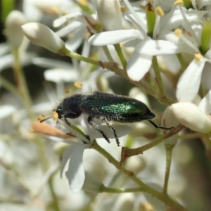 Phlogistus sp. (genus) at Cook, ACT - 5 Jan 2021 11:57 AM