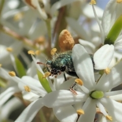 Phlogistus sp. (genus) at Cook, ACT - 5 Jan 2021 11:57 AM