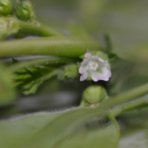 Malva parviflora at Wamboin, NSW - 22 Oct 2020