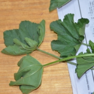 Malva parviflora at Wamboin, NSW - 22 Oct 2020