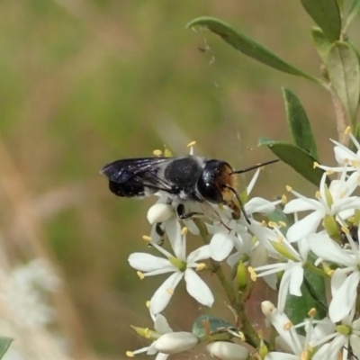 Megachile lucidiventris (Resin bee, Megachilid bee) at Mount Painter - 5 Jan 2021 by CathB