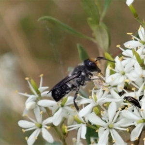 Megachile lucidiventris at Cook, ACT - 5 Jan 2021 12:05 PM