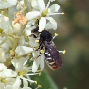 Lipotriches (Austronomia) ferricauda at Cook, ACT - 5 Jan 2021 12:34 PM