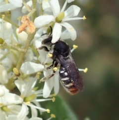 Lipotriches (Austronomia) ferricauda (Halictid bee) at Cook, ACT - 5 Jan 2021 by CathB