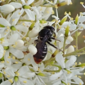 Lipotriches (Austronomia) ferricauda at Cook, ACT - 5 Jan 2021 12:34 PM