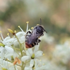 Lipotriches (Austronomia) ferricauda at Cook, ACT - 5 Jan 2021