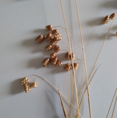 Briza maxima (Quaking Grass, Blowfly Grass) at Mulligans Flat - 3 Jan 2021 by Fenja