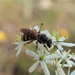 Lasioglossum (Chilalictus) bicingulatum (Halictid Bee) at Cook, ACT - 5 Jan 2021 by CathB