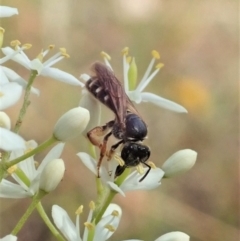 Lasioglossum (Chilalictus) bicingulatum at Cook, ACT - 5 Jan 2021 12:37 PM