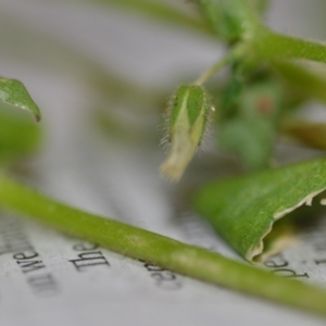 Stellaria media at Wamboin, NSW - 22 Oct 2020