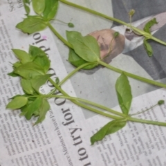 Stellaria media at Wamboin, NSW - 22 Oct 2020