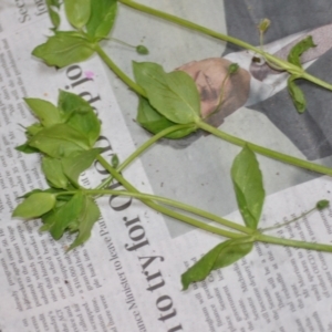 Stellaria media at Wamboin, NSW - 22 Oct 2020