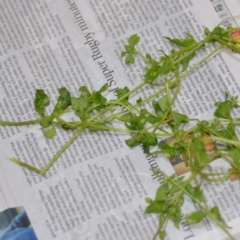 Stellaria media at Wamboin, NSW - 22 Oct 2020