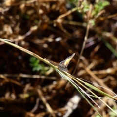 Lucia limbaria (Chequered Copper) at Red Hill Nature Reserve - 4 Jan 2021 by TomT