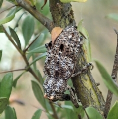 Orthorhinus cylindrirostris (Elephant Weevil) at Mount Painter - 5 Jan 2021 by CathB