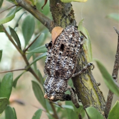 Orthorhinus cylindrirostris (Elephant Weevil) at Cook, ACT - 5 Jan 2021 by CathB