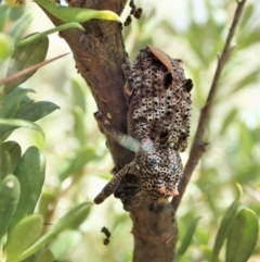 Orthorhinus cylindrirostris at Cook, ACT - 5 Jan 2021