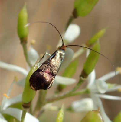 Nemophora (genus) (A Fairy Moth) at Mount Painter - 5 Jan 2021 by CathB
