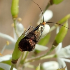 Nemophora (genus) at Cook, ACT - 5 Jan 2021