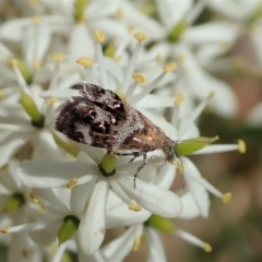 Tebenna micalis (Small Thistle Moth) at Mount Painter - 5 Jan 2021 by CathB