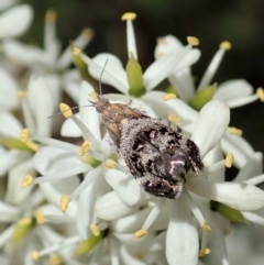 Tebenna micalis at Cook, ACT - 5 Jan 2021